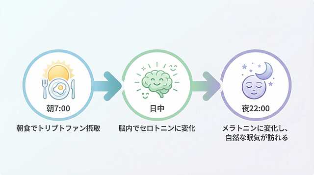 朝食で摂取したトリプトファンが日中にセロトニンへ変化し、夜にメラトニンとなって睡眠を促す仕組みを示した図