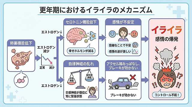 更年期におけるイライラのメカニズム