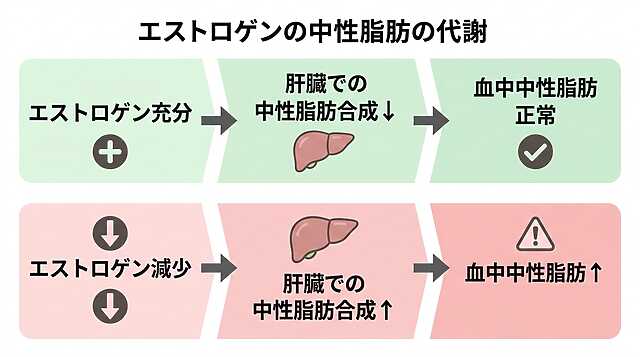 エストロゲンの中性脂肪の代謝