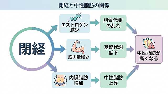 閉経と中性脂肪の関係