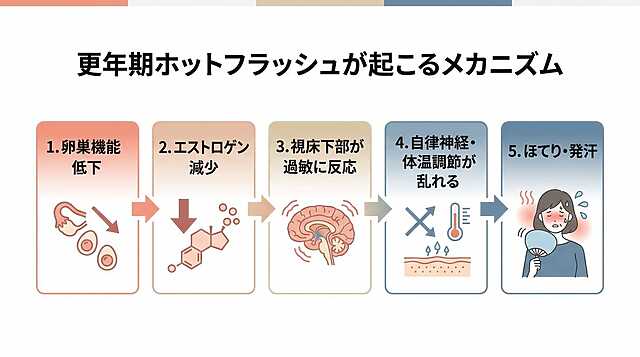 更年期ホットフラッシュが起こるメカニズム