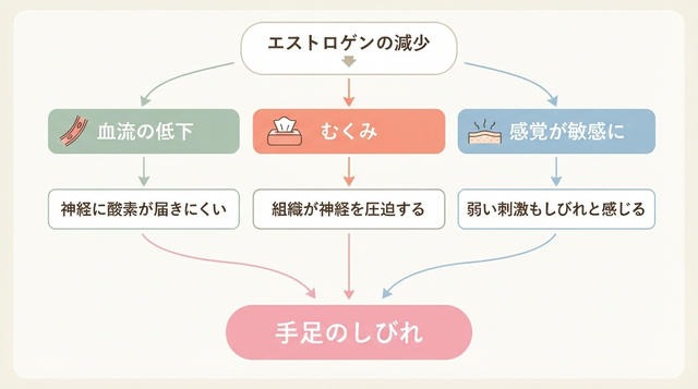 エストロゲンの減少が手足のしびれを引き起こす
