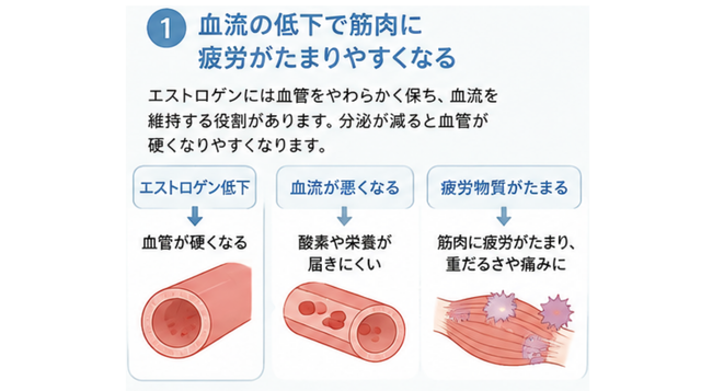 血流の低下で筋肉に疲労がたまりやすくなる